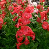 Penstemon 'Ice Cream Raspberry Ripple'