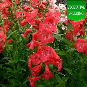 Penstemon 'Ice Cream Raspberry Ripple'