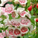 Penstemon 'Ice Cream Strawberry Cream'