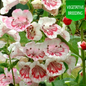 Penstemon 'Ice Cream Strawberry Cream'