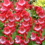 Penstemon 'Ice Cream Sweet Cherry'