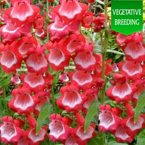 Penstemon 'Ice Cream Sweet Cherry'