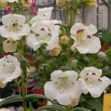 Penstemon 'Ice Cream Vanilla'