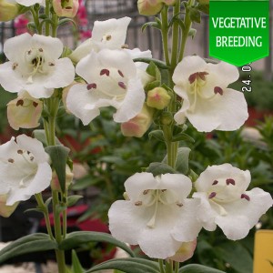 Penstemon 'Ice Cream Vanilla'