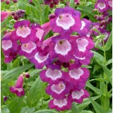 Penstemon 'Ice Cream Vanilla Plum'