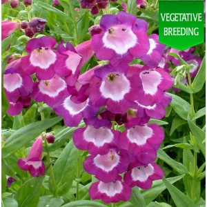 Penstemon 'Ice Cream Vanilla Plum'