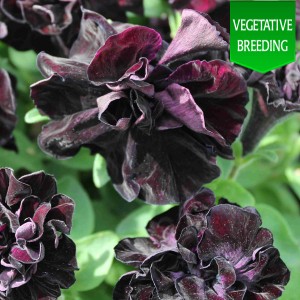 Petunia 'Black Knight'