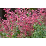 Agastache 'Acapulco Deluxe Carmine Red'