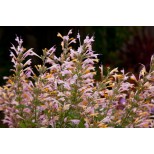 Agastache 'Acapulco Deluxe Chiffon'