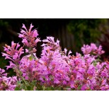 Agastache 'Acapulco Deluxe Rose'