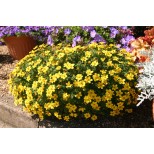 Bidens 'Pirates Gold'