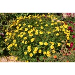 Bidens 'Pirates Goldmine'