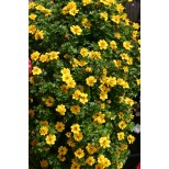 Bidens 'Pirates Treasure'