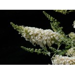 Buddleja 'Buzz Ivory'