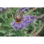 Buddleja 'Buzz Lavender'