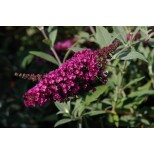 Buddleja 'Buzz Magenta'