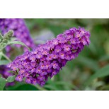 Buddleja 'Buzz Purple'