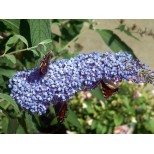 Buddleja 'Buzz Sky Blue'