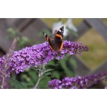 Buddleja 'Colour Fountains'