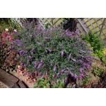 Buddleja 'Colour Fountains'