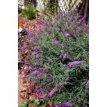 Buddleja 'Colour Fountains'