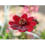 Cosmos 'Chocomocha'