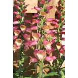 Digitalis 'Illumination Pink'