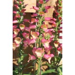 Digitalis 'Illumination Pink'