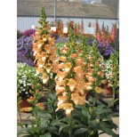 Digitalis 'Illumination Apricot'