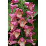 Digitalis 'Illumination Pink'