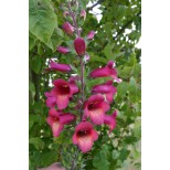 Digitalis 'Illumination Raspberry'