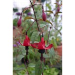 Fuchsia 'Lady in Black'