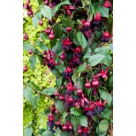 Fuchsia 'Lady in Black'