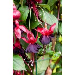 Fuchsia 'Lady in Black'