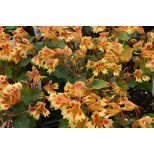 Nasturtium 'Flame Thrower Cream Red'