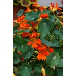 Nasturtium 'Flame Thrower Orange'