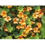 Nasturtium 'Flame Thrower Salmon'