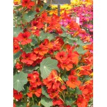 Nasturtium 'Flame Thrower Scarlet'