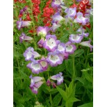 Penstemon 'Ice Cream Blueberry Fudge'