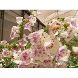 Penstemon 'Ice Cream Brambleberry'