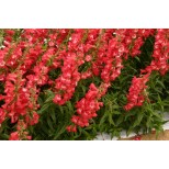 Penstemon 'Ice Cream Bubble Gum'