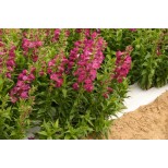 Penstemon 'Ice Cream Juicy Grape'