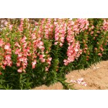 Penstemon 'Ice Cream Melting Candy'