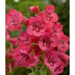 Penstemon 'Ice Cream Raspberry Pavlova'