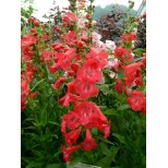 Penstemon 'Ice Cream Raspberry Ripple'