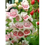 Penstemon 'Ice Cream Strawberry Cream'