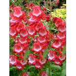 Penstemon 'Ice Cream Sweet Cherry'